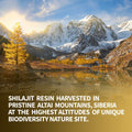 Load image into Gallery viewer, Shilajit Altai "Golden Mountains" Siberian Green.