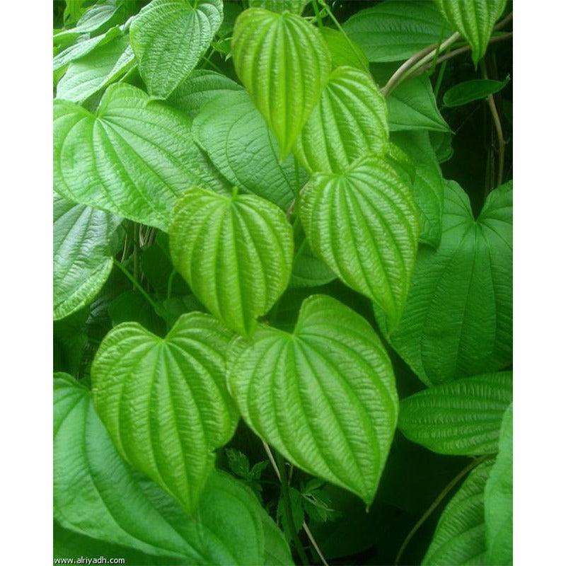 Дикий ямс фото растения Дикий ямс фото растения