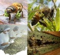 تحميل الصورة في عارض المعرض ،  عكبر النحل البرازيلي الأخضر
