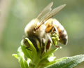 تحميل الصورة في عارض المعرض ،  عكبر النحل البرازيلي الأخضر
