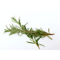 Load image into Gallery viewer, Organic Rosemary.
